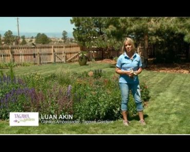 Colorado Gardening for Beginners by Tagawa Gardens