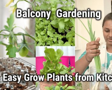 My Small Balcony Garden | 4 Easy to grow Vegetables & Herbs for beginners | Gardening Tips in TAMIL