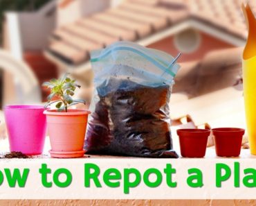 How to Repot a Plant | Indoor Garden Tips for REPOTTING HOUSEPLANTS