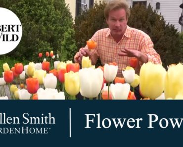 Tips to Grow Powerful Flowers | Garden Home (1310)