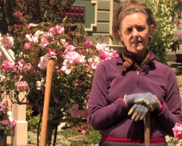 How to Care for a Flower Bed : More Gardening Advice