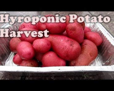 Hydroponic Potato Harvest