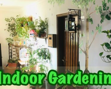 Urban Gardening- Indoor Garden, Part- 4