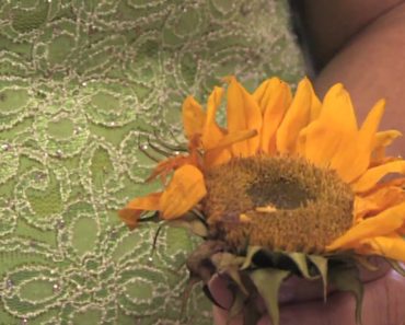 Flower Gardening Tips : How to Grow Common Sunflower (Helianthus Annuus)