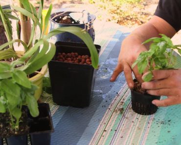 How to Transplant From Soil to Hydroponics : Hydroponic Gardening