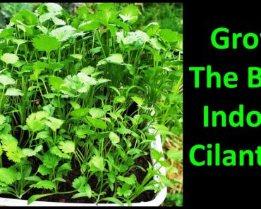 How To Grow Cilantro Indoors