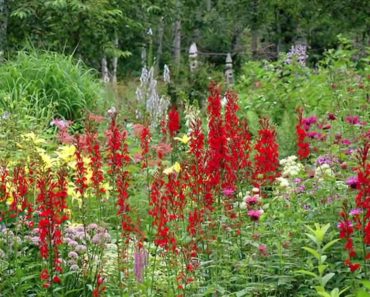 Gardening Tips & Flowers : How to Grow Cardinal Flower (Lobelia Cardinalis)