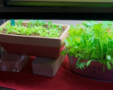 ?LIVE: 4 Indoor Gardening Challenges and How to Solve Them