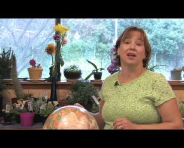 Flower Gardening Tips : How to Grow Lungwort (Pulmonaria)