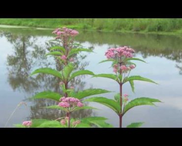 Flower Gardening Tips : How to Grow Joe-Pye Weed (Eupatorium)
