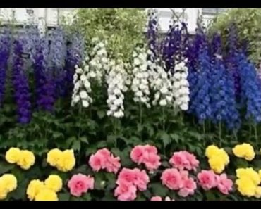 Gardening Tips from Chelsea Flower Show