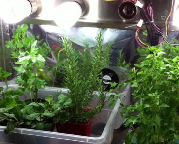 Indoor Garden Tips – Growing Herbs Indoors in Containers with Grow Lights