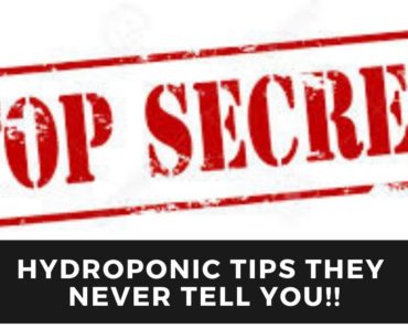 Hydroponic Tips They Never Tell You About