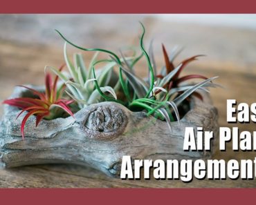 ?Air Plant Display Ideas | Tillandsia Gardening Tips | Indoor Gardening ?