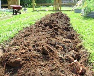 How to Dig Your First Earth Bed Vegetable Garden & A Cherry Tomato Hedge: All the Steps in Detail!