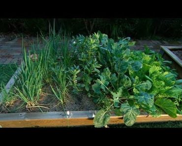 How to Create a Winter Vegetable Garden | GARDEN | Great Home Ideas