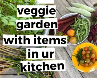 Starting A Vegetable Garden From What You Have At Home – Gardening for Beginners Vegetables