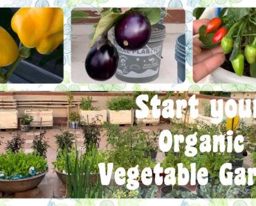 How To Start  Organic Vegetable Gardening At Home Garden // Tips For Beginners