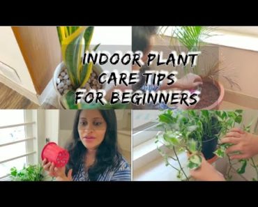 ഇൻഡോർ ചെടികളുടെ പരിപാലനം/Indoor plant care/indoor garden care tips