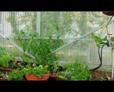 Vegetable Gardening : How to Garden Vegetables in a Greenhouse