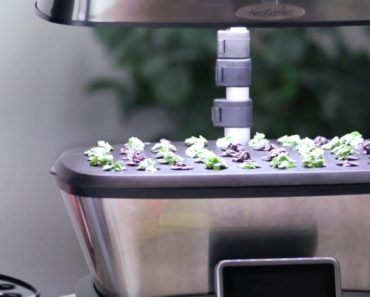 Why Start Seeds Early – AeroGarden Indoor Gardening Month