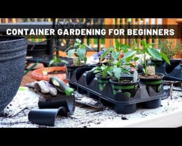 Container Gardening for Beginners | Planting a Small Vegetable Garden | What's Up Wednesday!