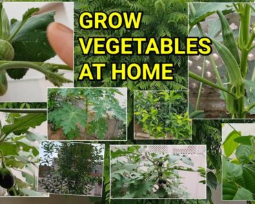 Tips to Grow Vegetables- Start Your Own Vegetable Garden In Easy Way || Fun Gardening