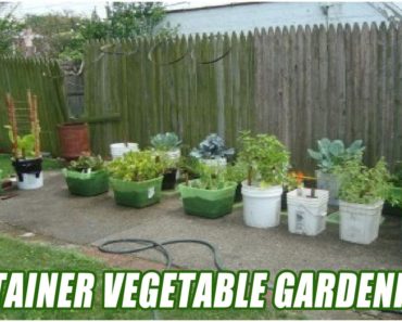How To Start A Container Vegetable Garden From Scratch