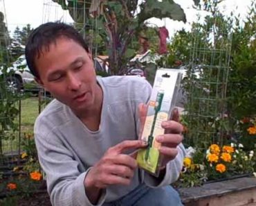How much and When to Water the Plants in your Vegetable Garden