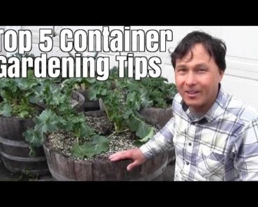 Top 5 Container Gardening Tips