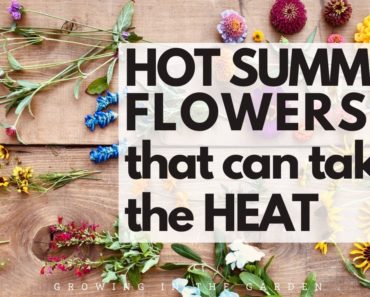 10 HOT SUMMER garden FLOWERS that take the HEAT – plus TIPS for WHEN and HOW to plant them