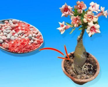 5 GARDENING HACKS FOR ADENIUM | Easy Tips To Get More Flower On Your Plant