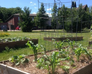 3 Tips to a Successful Beginner Vegetable Garden