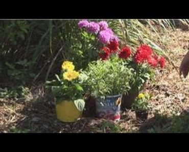 Beginners' Gardening Tips : Garden Decoration Tips