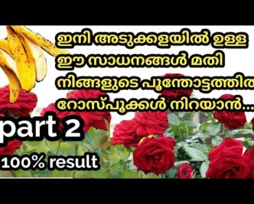 Rose Plant Care in Malayalam | rose Flower planting tips malayalam | Flower gardening ideas part 2