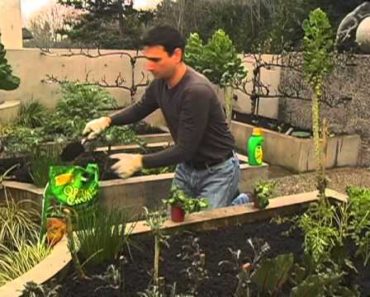 How to Start Your Own Vegetable Garden From Canadian Tire