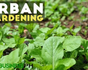 Urban Gardening : Best Practices in Urban Gardening | Agribusiness Philippines