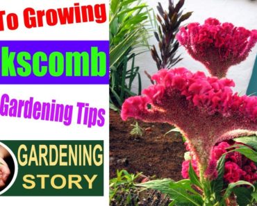 How To Growing Cockscomb Flower | Gardening Tips