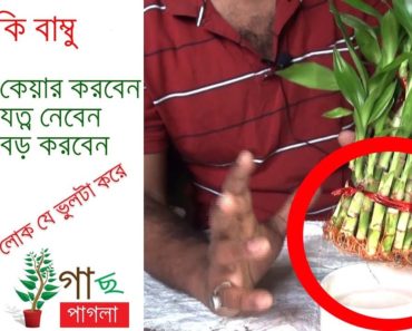 lucky bamboo care how to grow lucky bamboo plant indoor gardening tips