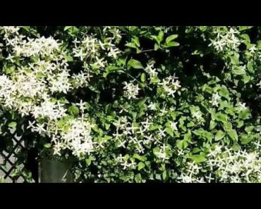 French marigold & Jaee Flower | Amazing  Garden | Gardening Tips & Ideas