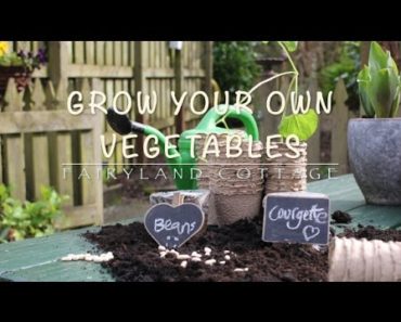 Vegetable Growing for Beginners – Fairyland Cottage