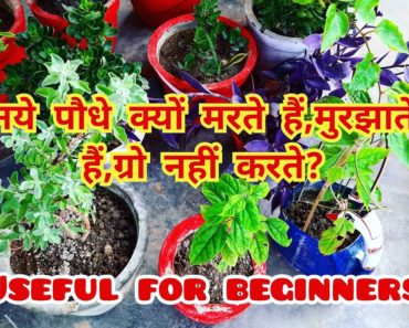 नये पौधे क्यों मरते-मुरझाते हैं और ग्रो नहीं करते/ beginner gardening / gardening  beginner series