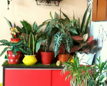 ?My indoor gardening secrets/ Special tips to take care of your indoor plants and keep them healthy