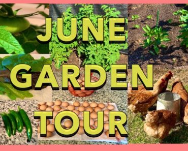 SUMMER GARDEN TOUR | GARDENING FOR BEGINNERS | Backyard Organic Vegetable Garden