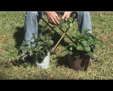 Beginners' Gardening Tips : Container Fruit Gardening