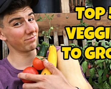 Best Vegetables To Grow (Top 5) | Beginner Gardening