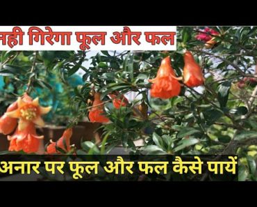 Pomegranate plant care tips for Healthy Flowers