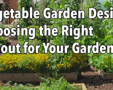 Vegetable Garden Design – Choosing the Right Layout for Your Garden