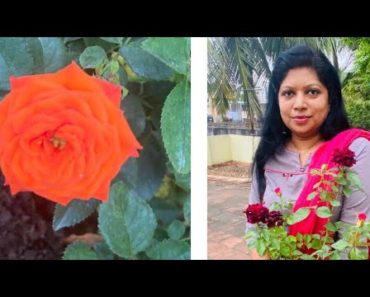 Tips to get bunch of flowers in ROSE plant / Gardening tips :Rose / Tamil / Anitha’s Gardening Tips