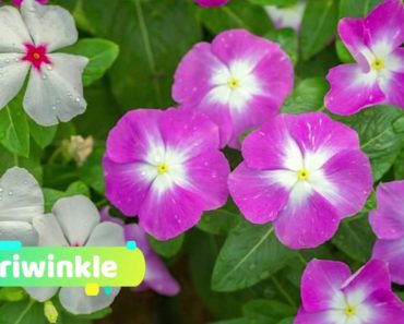 8 Plants & Flowers You Can Grow Under Trees – Gardening Tips